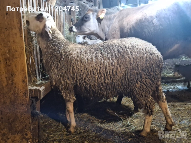 Мъжки, снимка 3 - Овце - 53965387