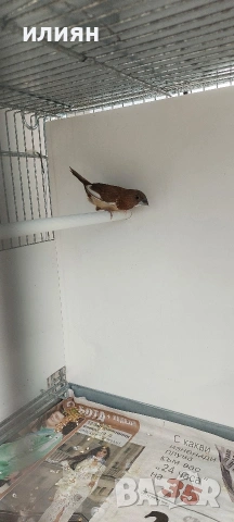 Чифт Японски амадини, снимка 2 - Амадини - 54234408