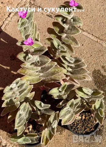 Сукулент Tradescantia sillamontana растение , снимка 3 - Градински цветя и растения - 54982725