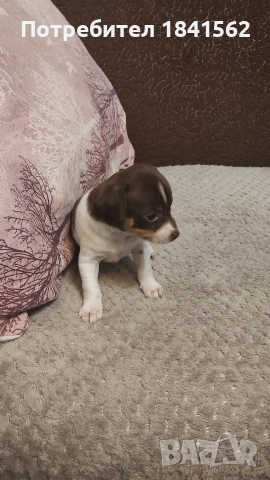 Продават се пинери, снимка 6 - Пинчер - 53890788