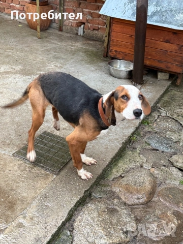 Трицветно гонче , снимка 2 - Гонче - 54158101