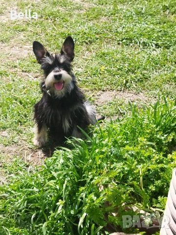 Мини шнауцер 