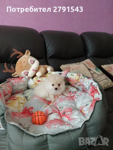 померанче момиченце