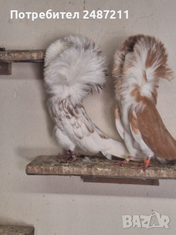 Яканли 17 бр.