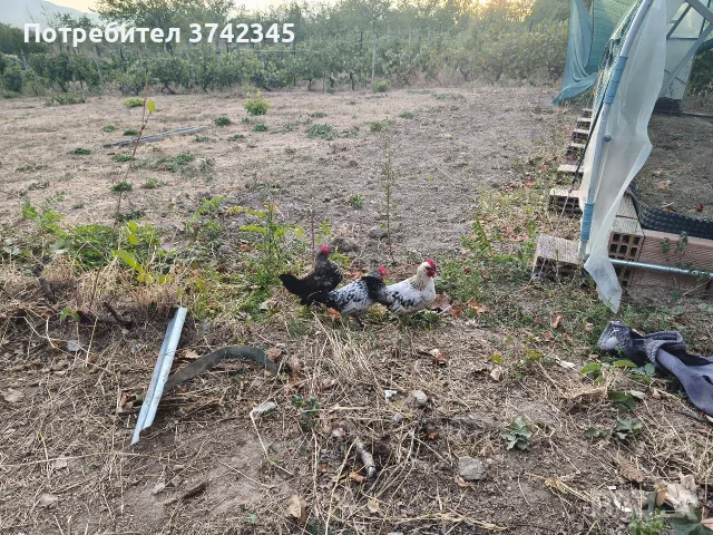 Декоративни петли пет броя млади., снимка 3 - други­ - 56547899