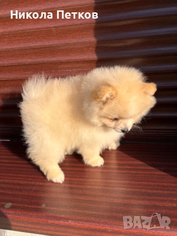 Померан , снимка 5 - Померан - 52839328