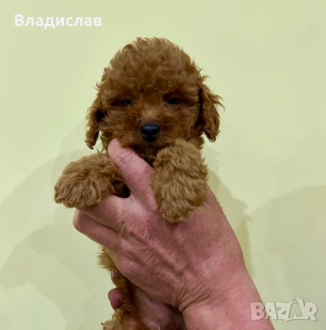 Той пудел / мини пудел, снимка 5 - Пудели - 51355418