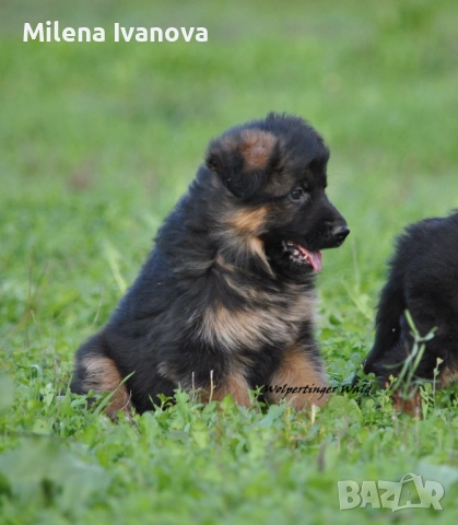 Мъжки немски овчарки с ДЪЛЪГ косъм , снимка 6 - Немска овчарка - 52510345