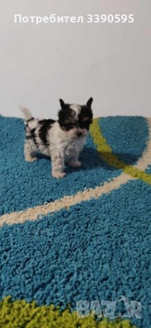 Йоркширски Териер Бивър и Биро , снимка 6 - Йоркширски териер - 44192076