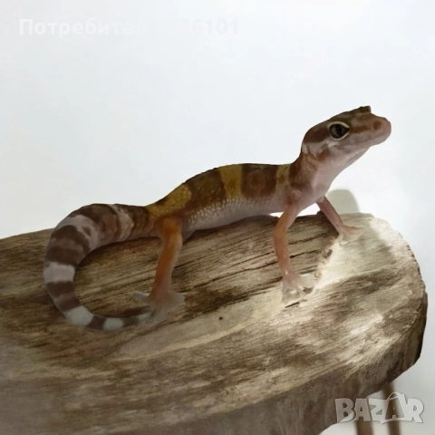 Продавам леопардов гекон (Eublepharis macularius, снимка 1