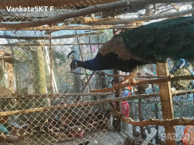 Двоика Пауни, снимка 1