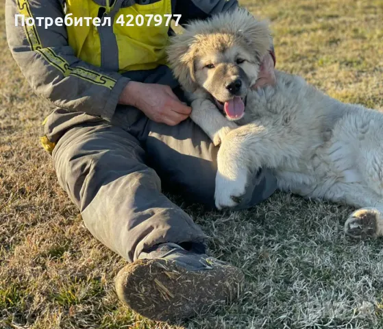 Кавказки овчарки , снимка 5 - Кавказка овчарка - 46973377