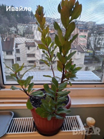 Arbutus unedo и Arbutus unedo Rubra, снимка 2 - Градински цветя и растения - 53995860