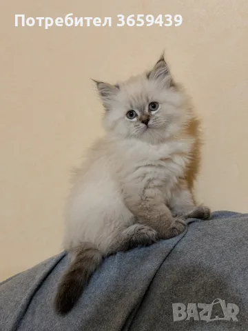 Невска маскарадна котка 