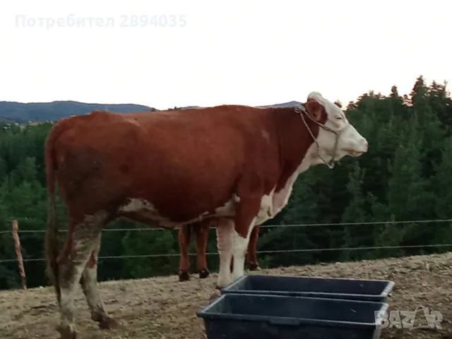 3 женски за клане 