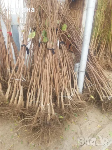 Дръвче райска ябълка, снимка 1