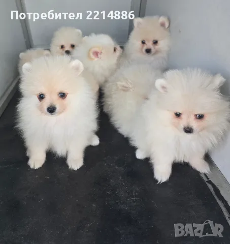 Померани    бели, снимка 2 - Померан - 55774367