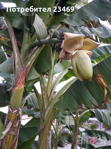 Банан . Бананова палма 