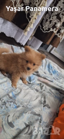 Продава се померан , снимка 1