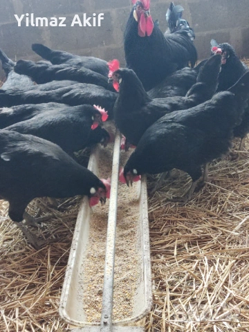  Яйца от черен Легхорн, снимка 4 - Кокошки и пуйки - 53107441