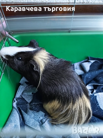 Морско свинче , снимка 4 - Морски свинчета - 51970137