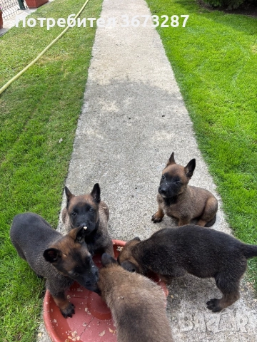 Белгийска овчарка Малинова, снимка 4 - Белгийска овчарка - 52821847