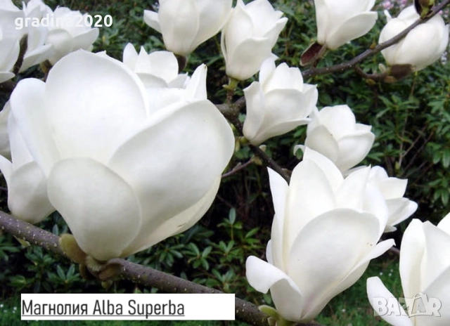 Магнолия - Magnolia НАЛИЧНИ 21 ВИДА Студоустoйчиви, снимка 11 - Градински цветя и растения - 28046229