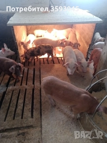 Продавам малки отбити прасета , снимка 2 - Прасета - 53005009