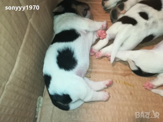 ДЖАК РЪСЕЛ-ПРОДАВАМЕ КУЧЕНЦА 2008250929, снимка 5 - Джак ръсел териер - 51425825