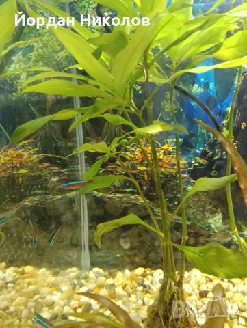 Рибки неони 5 броя , снимка 3 - Рибки - 53292504