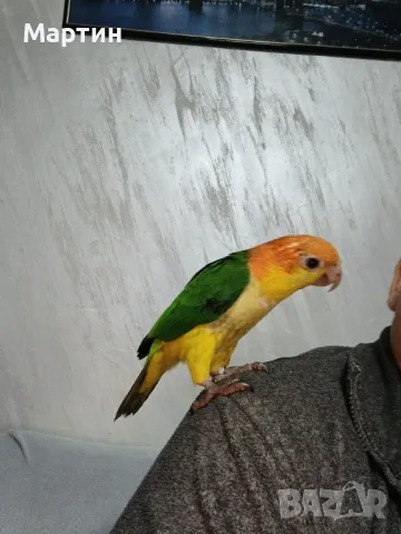 Бебета КАЙКИ , снимка 4 - Папагали - 48057511