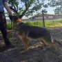 Женска немска овчарка, снимка 1