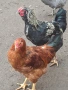 Домашни петли, снимка 15