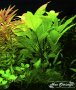 Торове за аквариумни растения, снимка 8