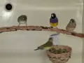 Млади гулдови амадини, снимка 6