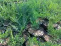Лейланди ,лавровишна ,жив зелен плет,зелена ограда, снимка 4