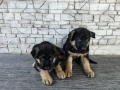 Немски овчарки , снимка 11