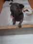 животни кучета мини чихуахуа , снимка 5