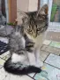 Женски котета търсят дом, снимка 5