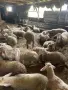 Продавам кочлета, снимка 3