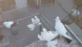 Нюрнбергски чайки, снимка 2