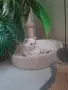 Британски момичета и момчета, снимка 2