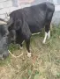 Продава се крава, снимка 1