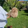 Помапу момче (pomapu), снимка 2
