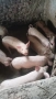 Продавам прасенца, снимка 9