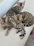 Бенгалски котенца , снимка 1