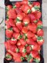 разсад ягоди, снимка 3
