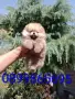 Мъжки мини Померан. , снимка 8
