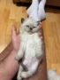 Породисто котенце, снимка 3