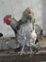 Продавам  Петли , снимка 3